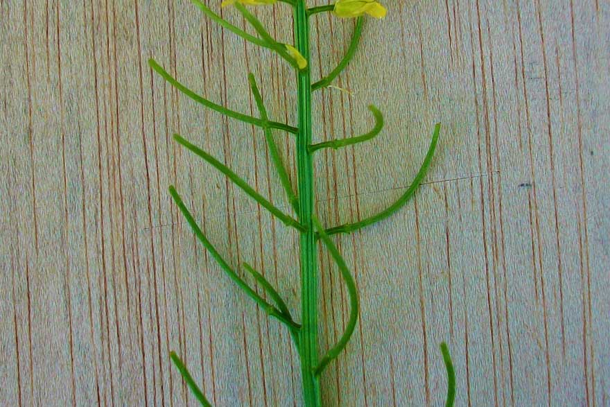 Brassicacea - Barbarea vulgaris