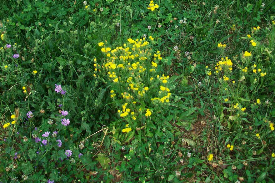 Crepis cfr. capillaris