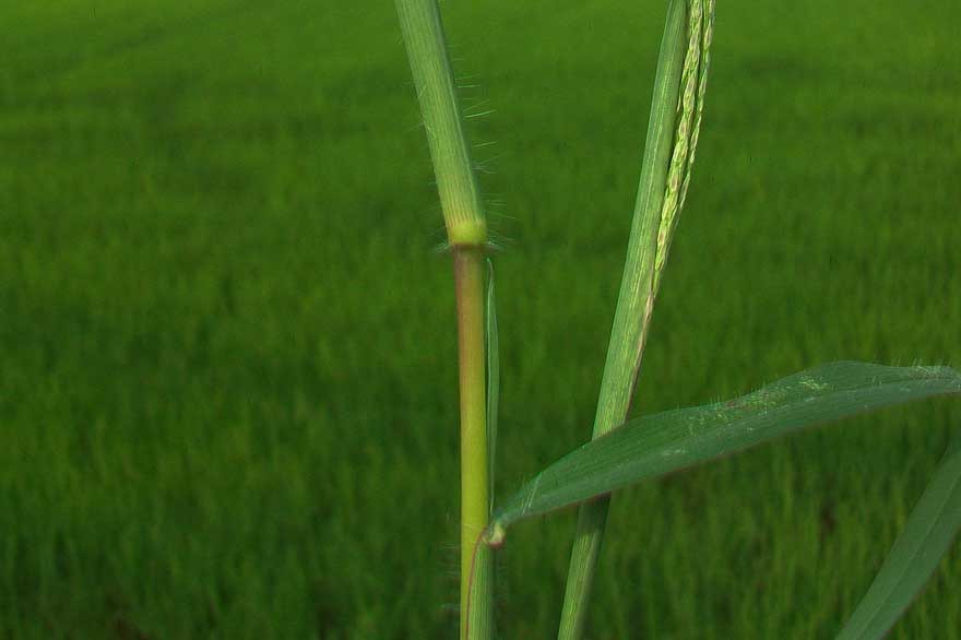 Digitaria sanguinalis / Sanguinella comune