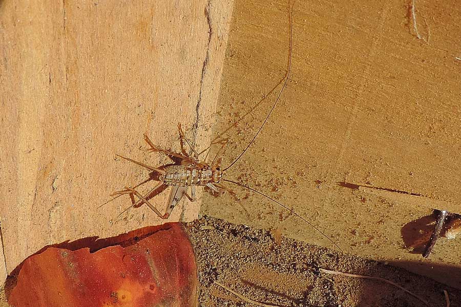 Gryllomorpha dalmatina