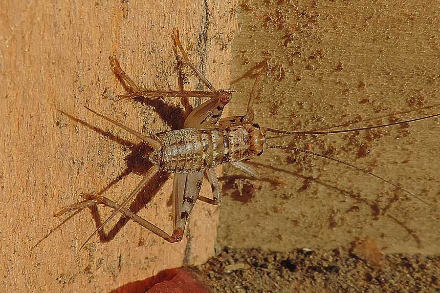 Gryllomorpha dalmatina