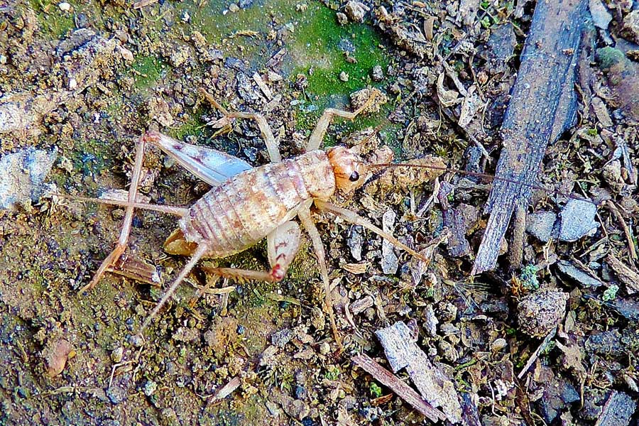 Gryllomorpha dalmatina