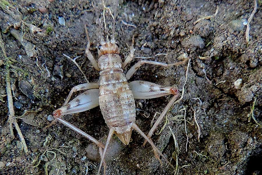Gryllomorpha dalmatina