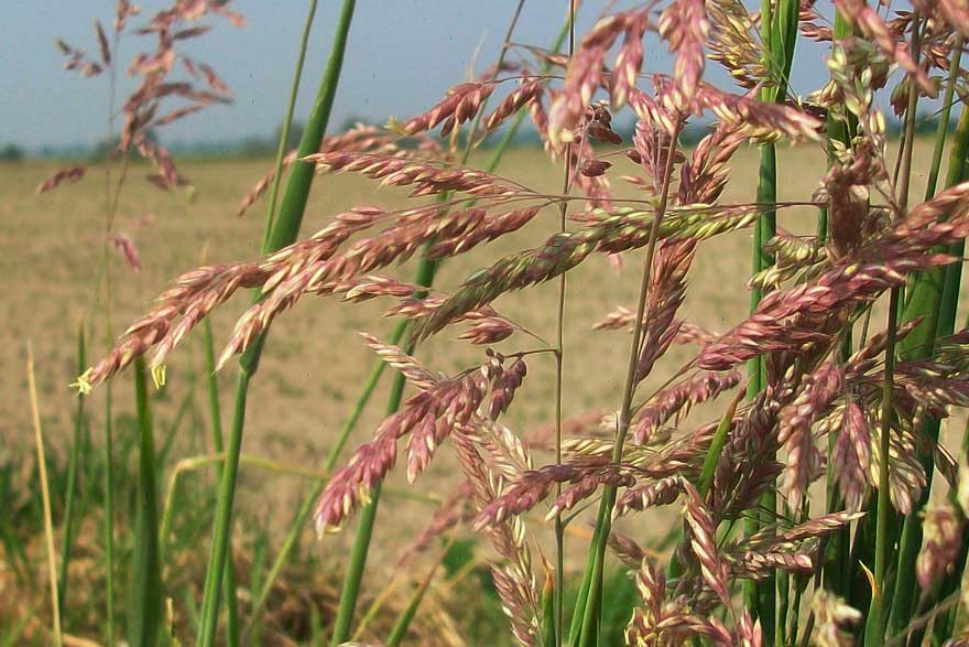 Holcus lanatus