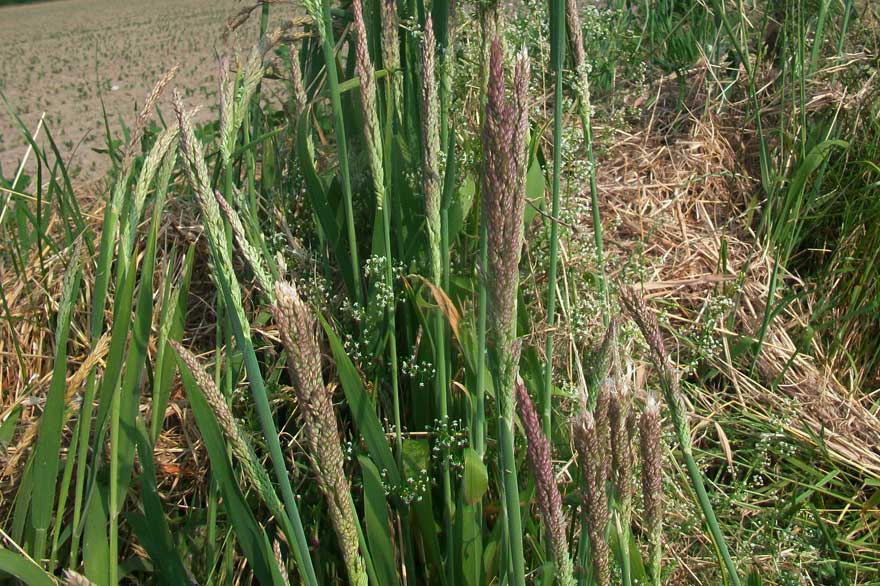 Holcus lanatus
