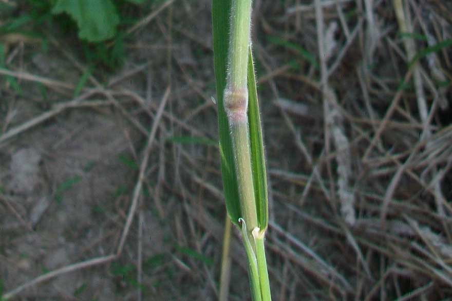 Holcus lanatus