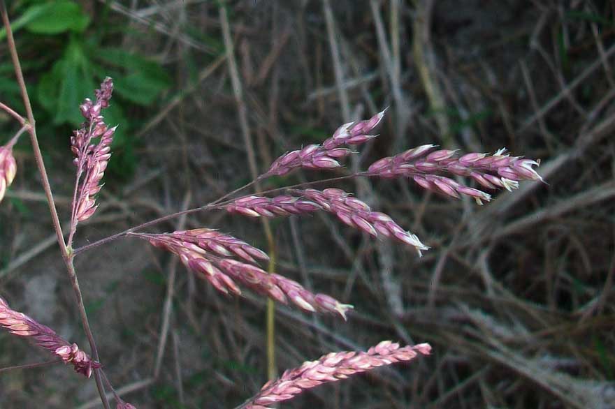 Holcus lanatus