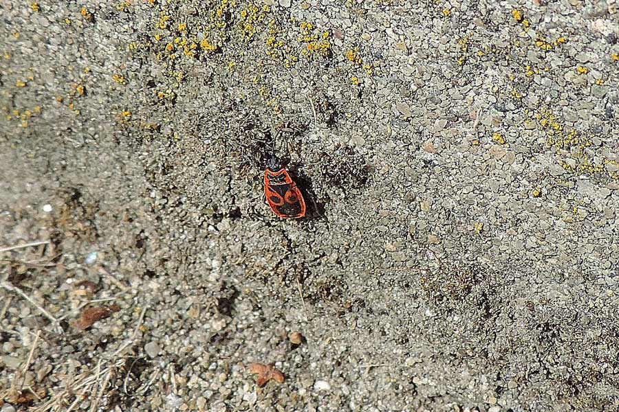 Da identificare: Pyrrhocoris apterus