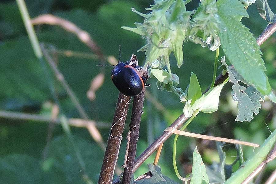 Chrysolina rossia
