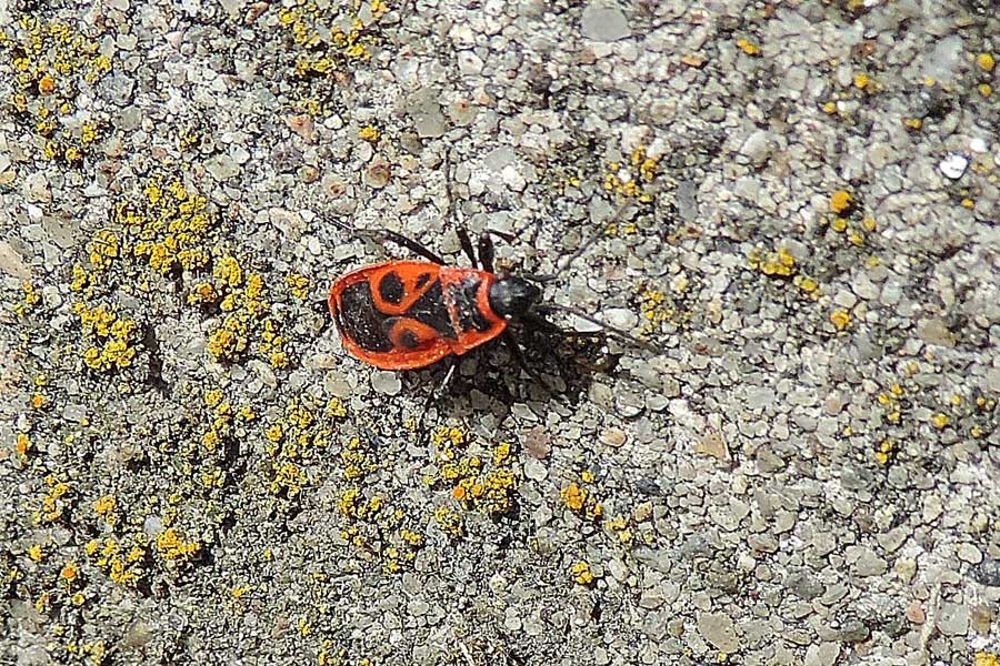 Da identificare: Pyrrhocoris apterus