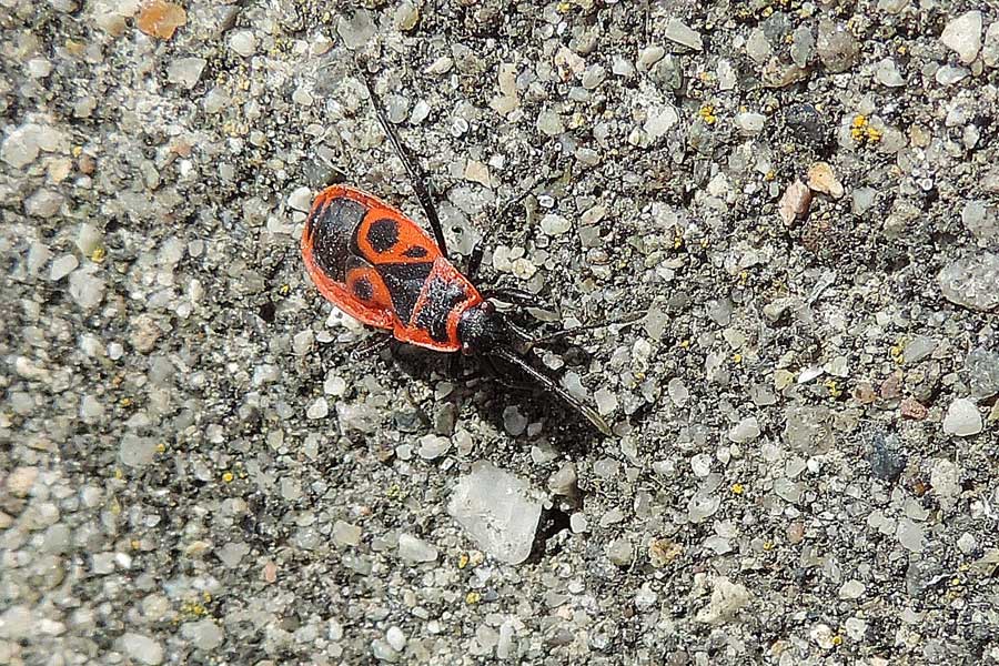 Da identificare: Pyrrhocoris apterus