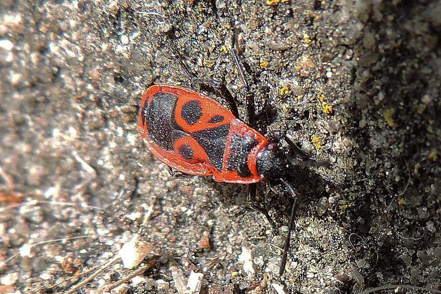 Da identificare: Pyrrhocoris apterus