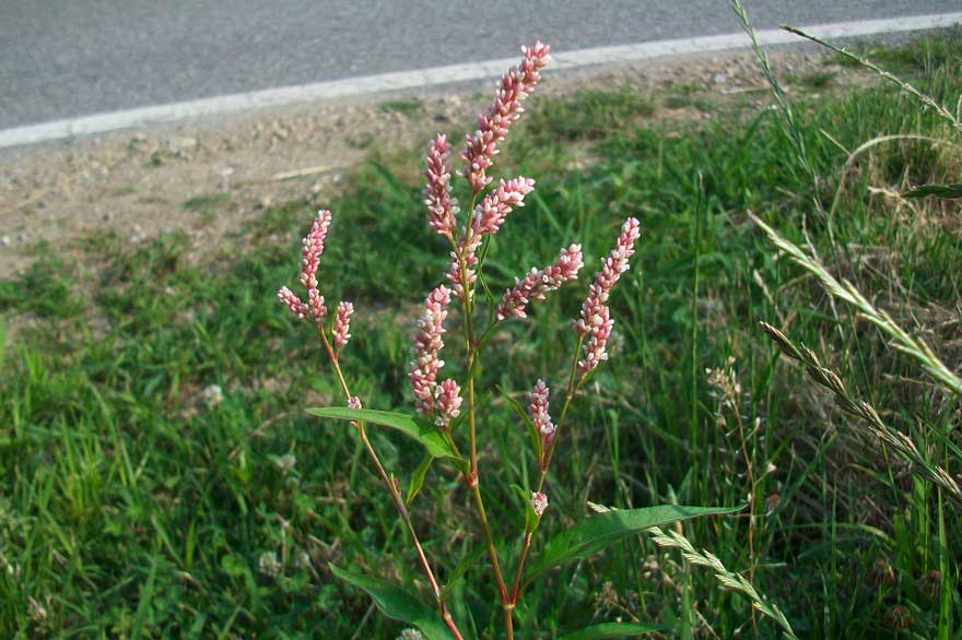 Persicaria lapathifolia / Poligono nodoso