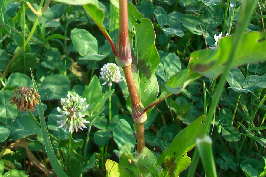 Persicaria lapathifolia / Poligono nodoso