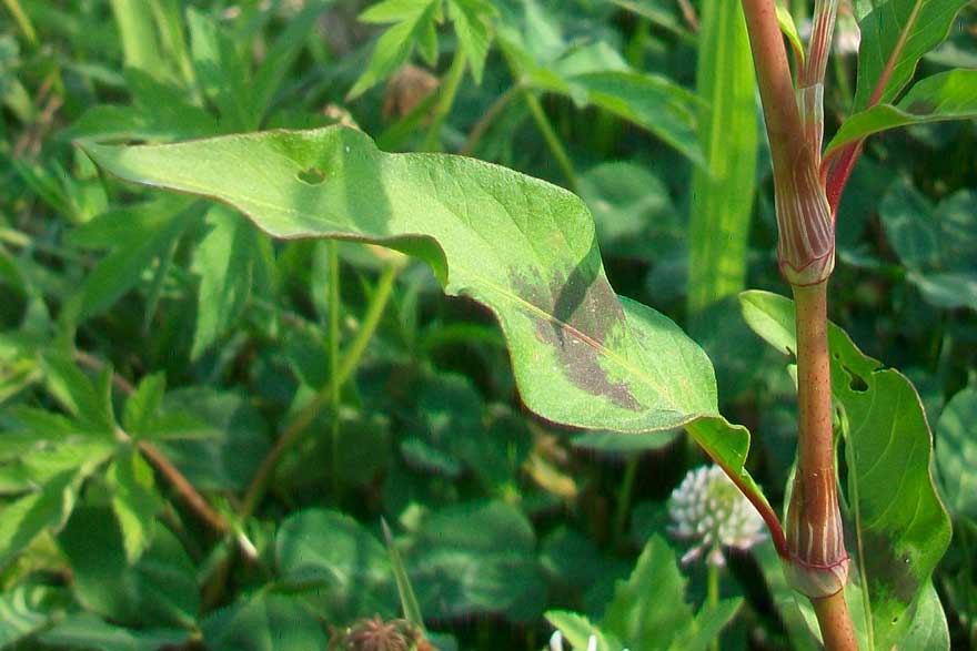 Persicaria lapathifolia / Poligono nodoso