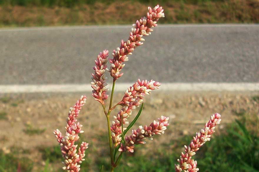 Persicaria lapathifolia / Poligono nodoso