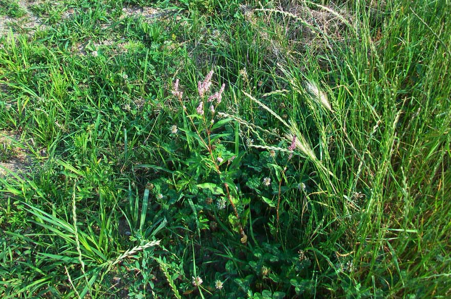 Persicaria lapathifolia / Poligono nodoso