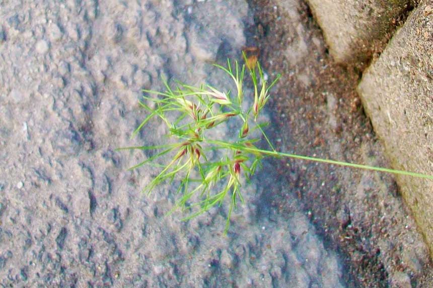 Poa bulbosa