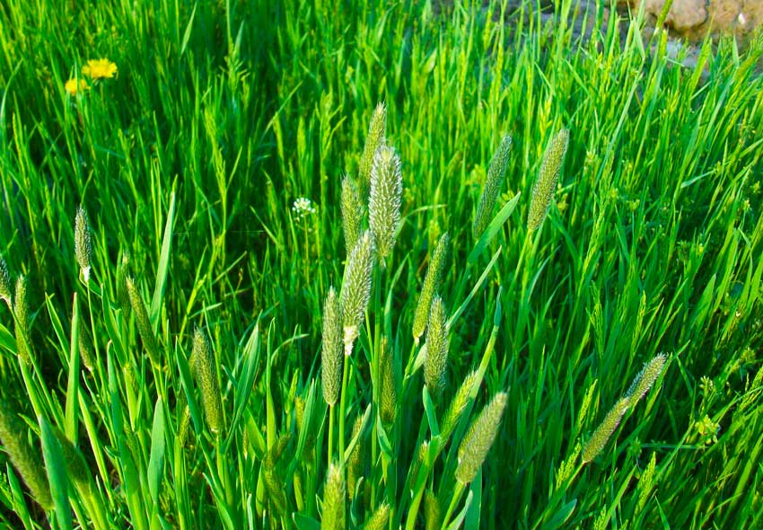 Erbacea da identificare - Alopecurus sp.