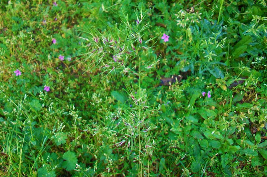 Poa bulbosa