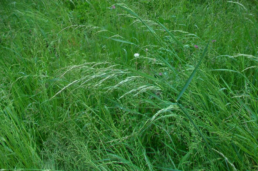 Arrhenatherum elatius