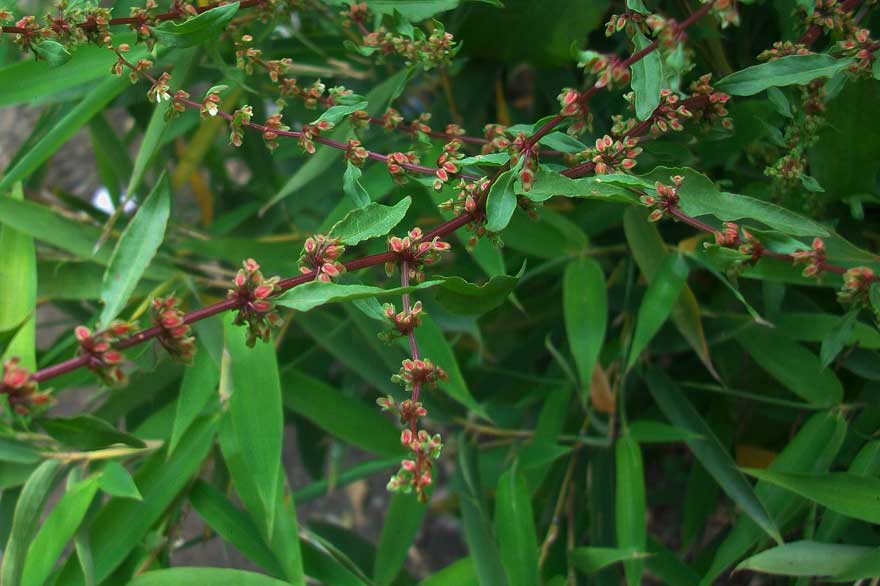Rumex cfr. conglomeratus