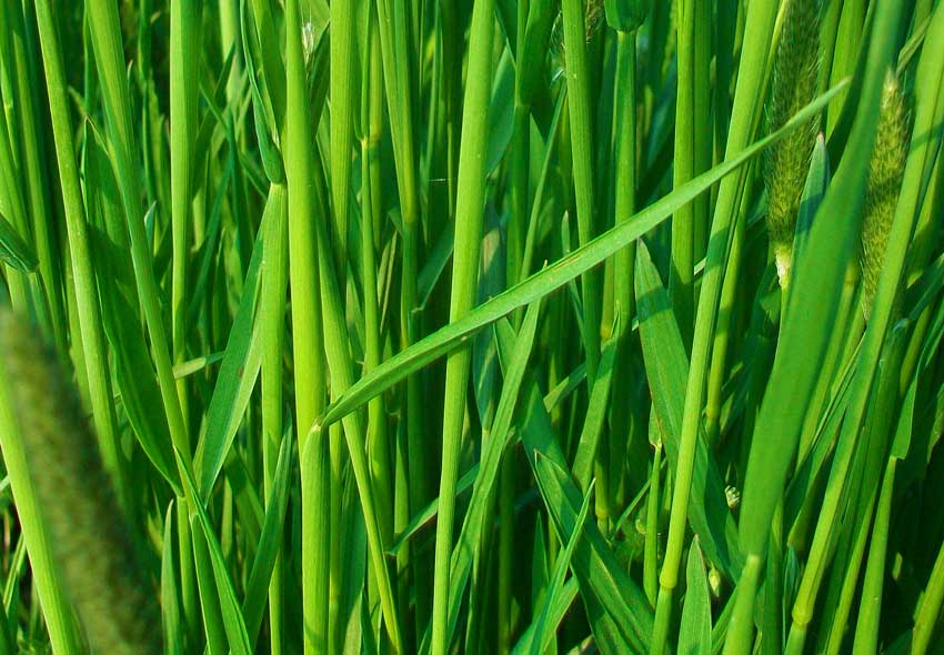 Erbacea da identificare - Alopecurus sp.