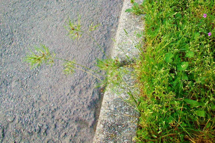 Poa bulbosa