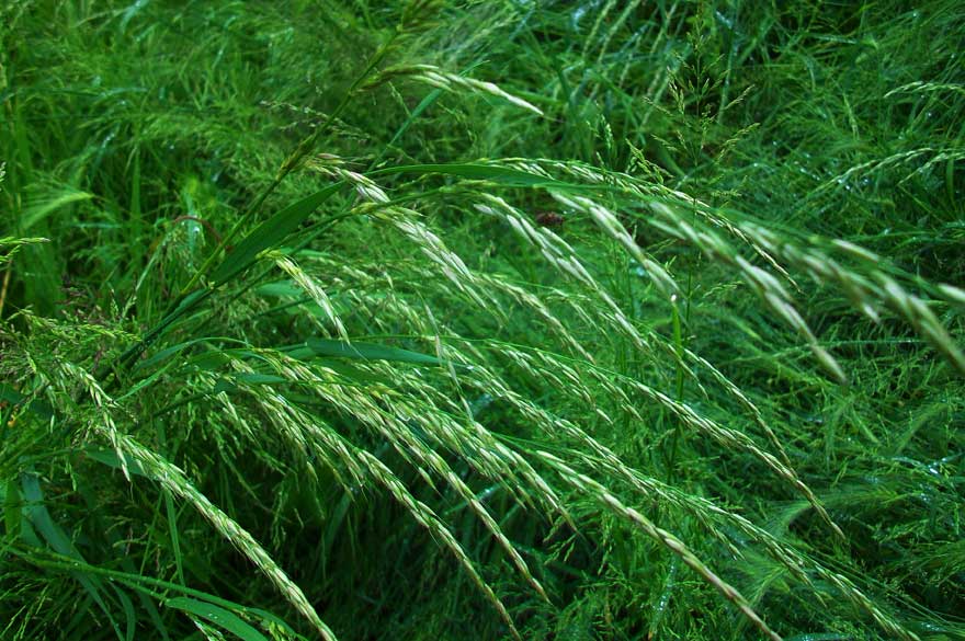 Arrhenatherum elatius