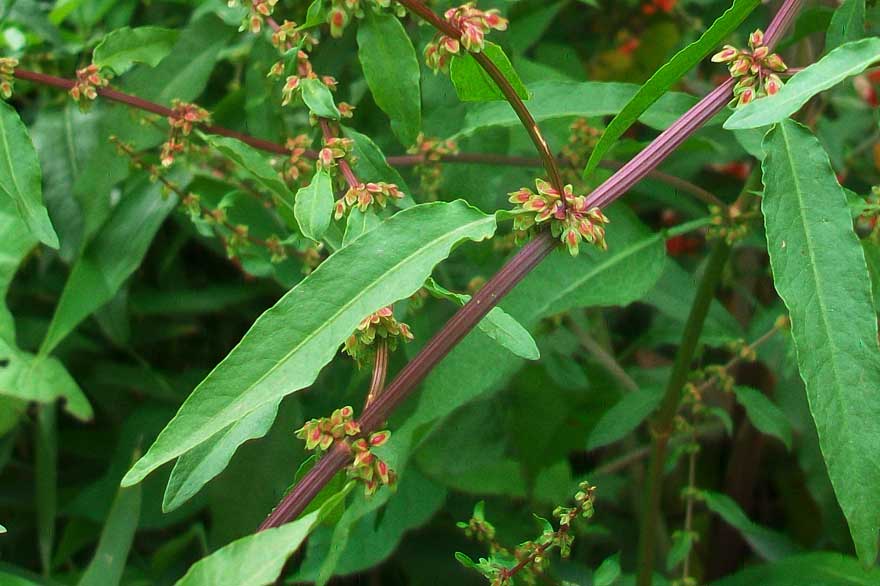 Rumex cfr. conglomeratus