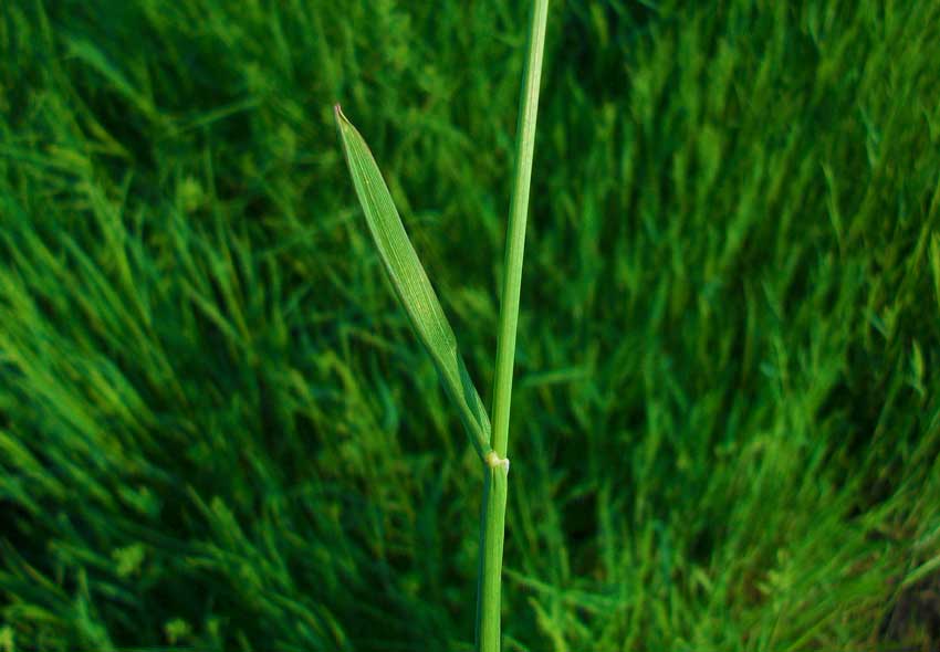 Erbacea da identificare - Alopecurus sp.
