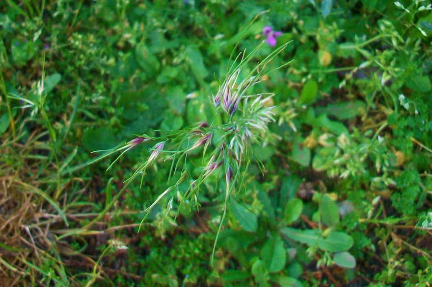 Poa bulbosa