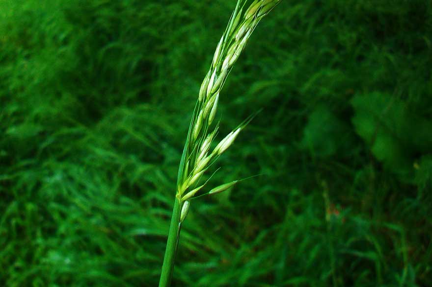 Arrhenatherum elatius