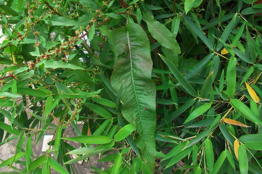 Rumex cfr. conglomeratus