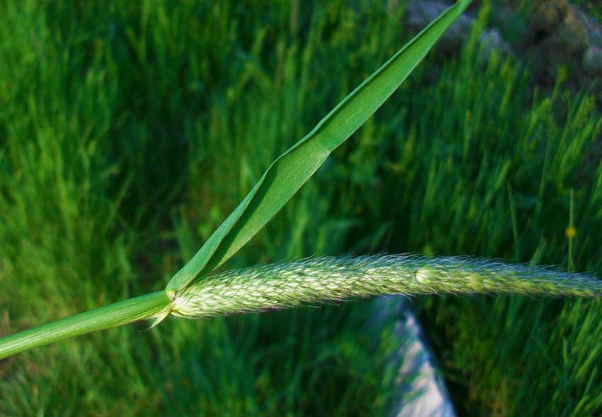 Erbacea da identificare - Alopecurus sp.
