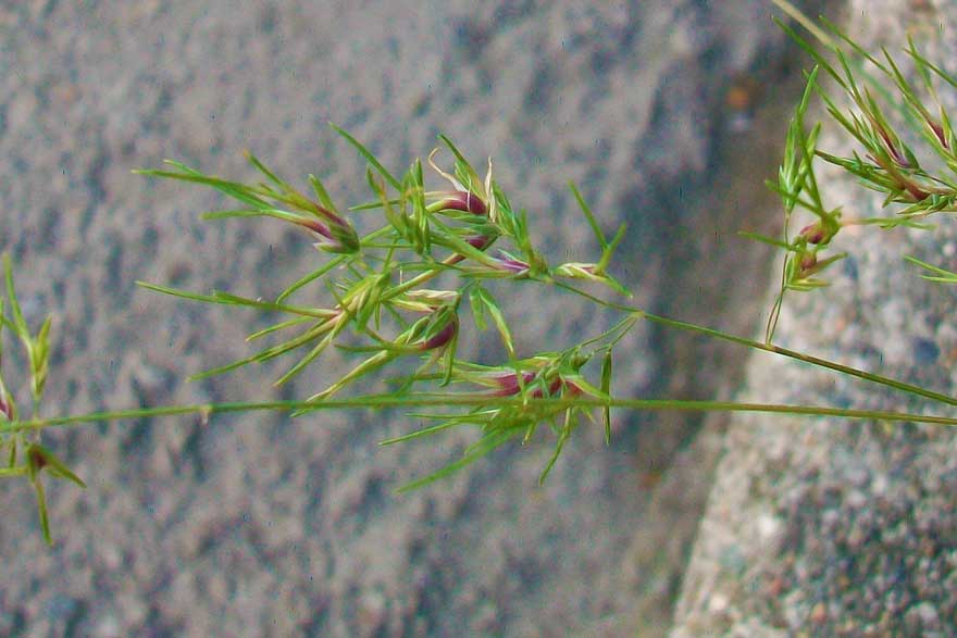 Poa bulbosa