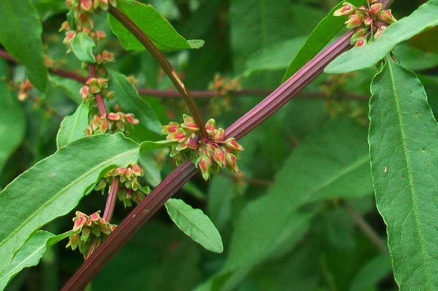 Rumex cfr. conglomeratus