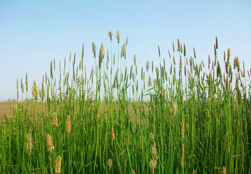 Erbacea da identificare - Alopecurus sp.