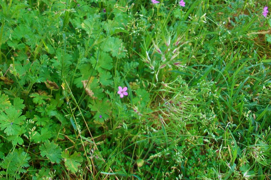 Poa bulbosa