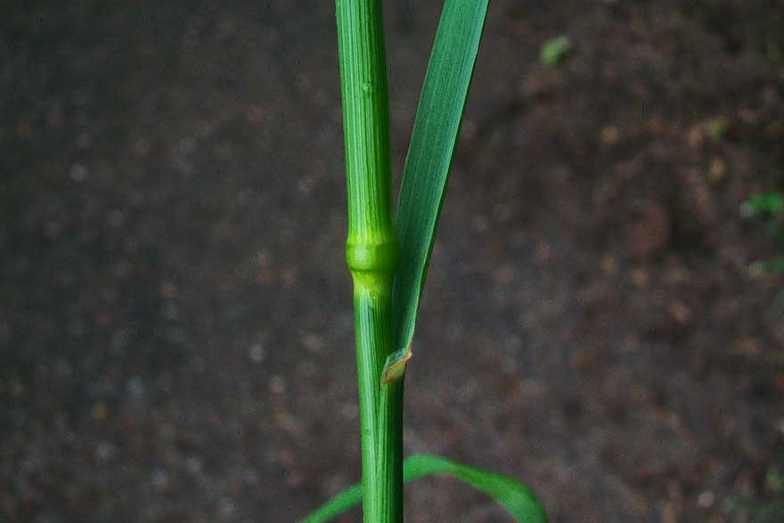 Arrhenatherum elatius