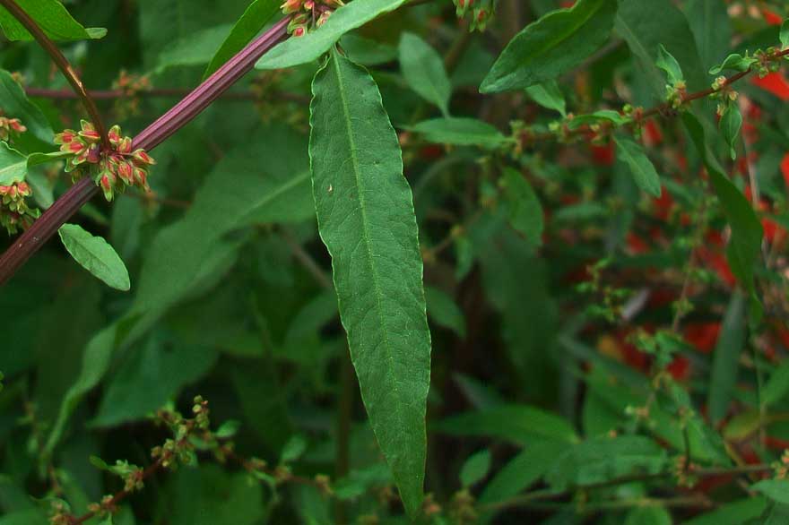 Rumex cfr. conglomeratus