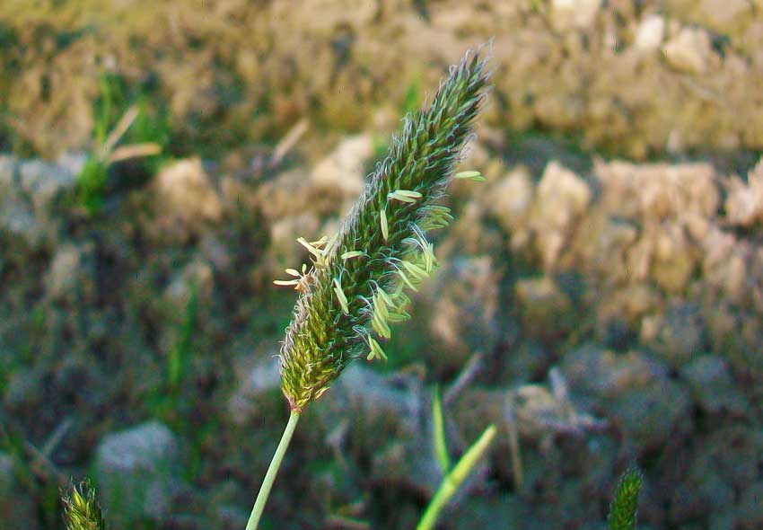 Erbacea da identificare - Alopecurus sp.