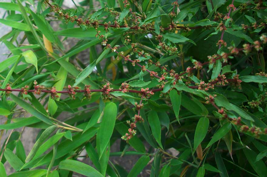 Rumex cfr. conglomeratus