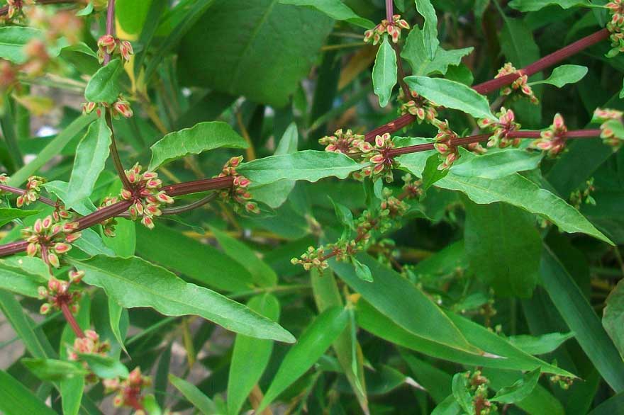 Rumex cfr. conglomeratus