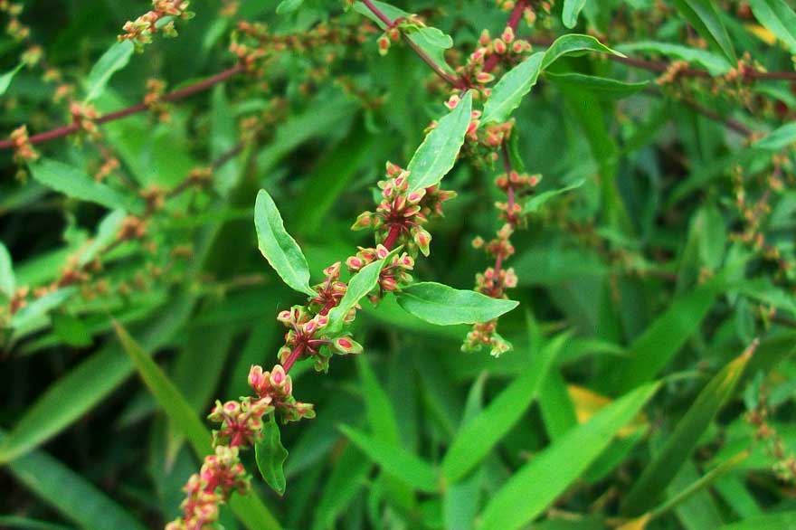 Rumex cfr. conglomeratus