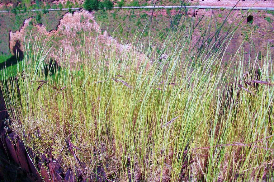 Da identificare- Vulpia sp.