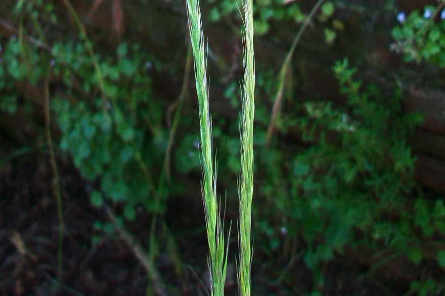 Da identificare- Vulpia sp.