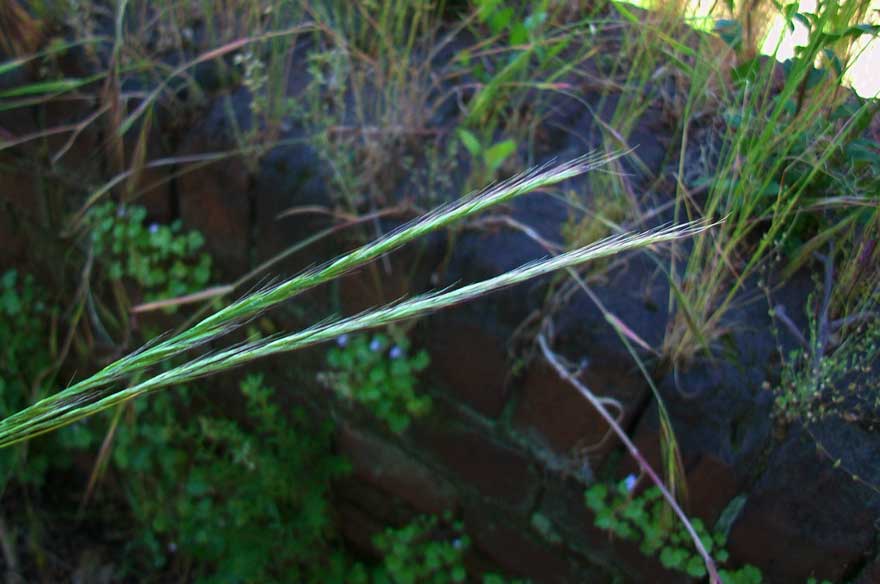 Da identificare- Vulpia sp.