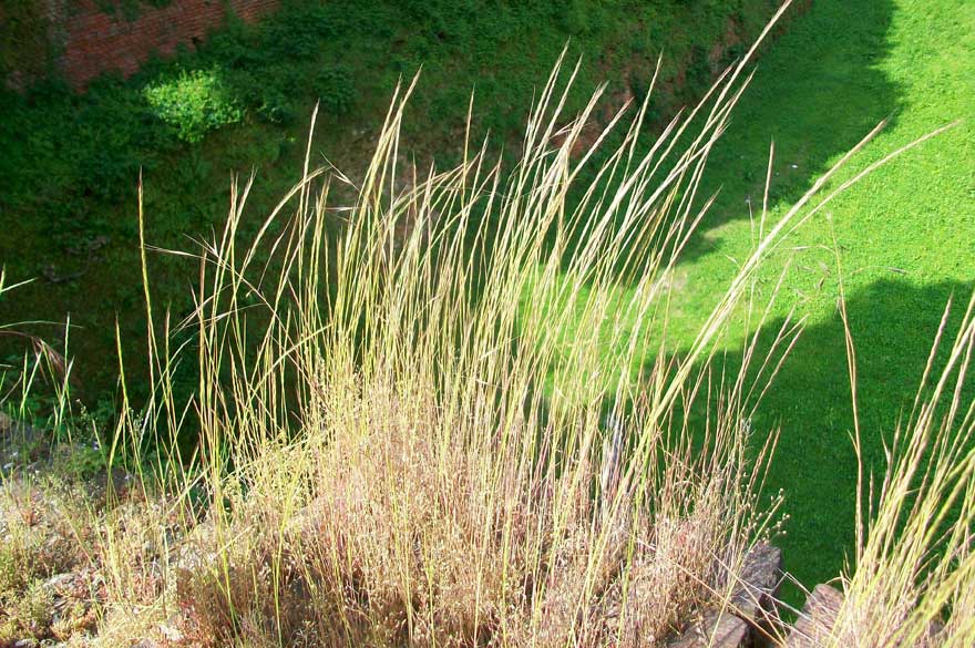 Da identificare- Vulpia sp.