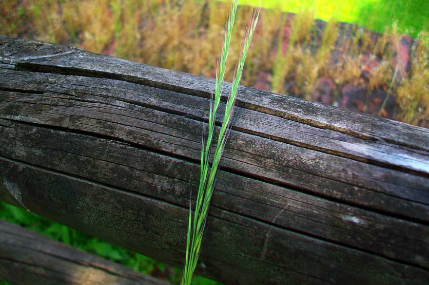 Da identificare- Vulpia sp.